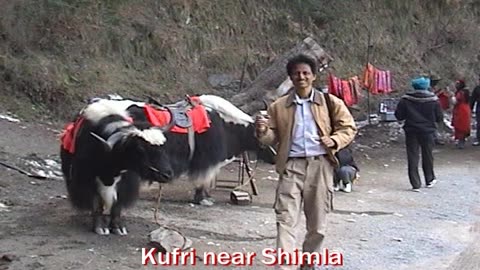 Kufri Snow View Point | A Winter Wonderland Near Shimla