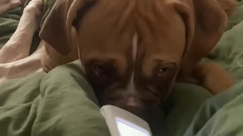 Boxer Listens To Baby Heartbeat Monitor