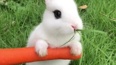 Animal Verse – Episode 1 - The Cute Bunny 2!