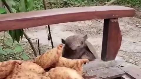 🤯✨ Watch an Argentine Armadillo's Surprising Empanada Feast! | FeedMyCuriosity