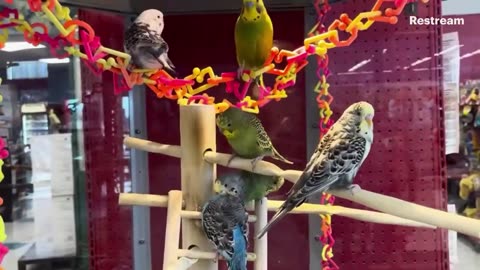 Parakeets