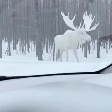 Rare albino moose in Canada
