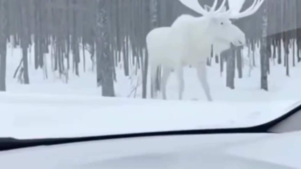 Rare albino moose in Canada