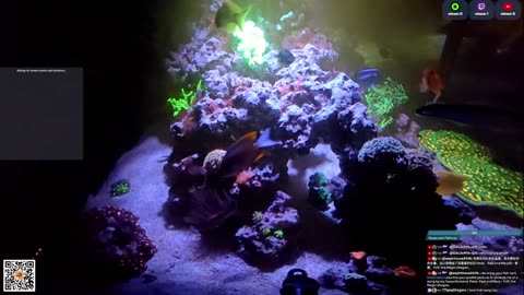 24/7 Real Live Reef Stream