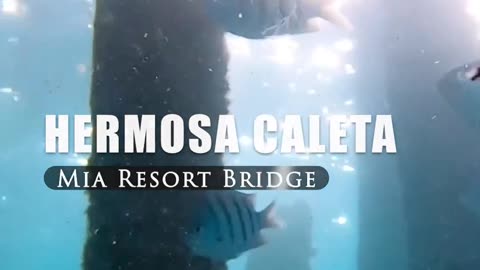 😮🌅 Breathtaking Sunset Under the Bridge! Isla Mujeres Views | FeedMyCuriosity