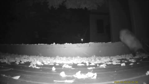 Wildlife Filmed By Haza PR800 Wild Camera, Levagood Area, Dearborn, Mich, Sept. 26 To Oct. 2, 2025