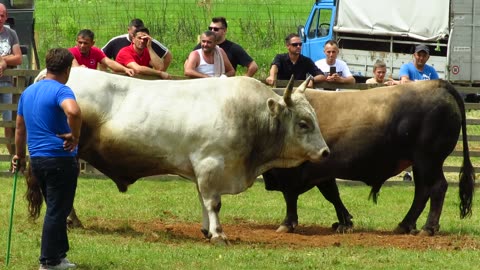 Popay od Bešića vs Medonja od Grabovca Kočerin 2024