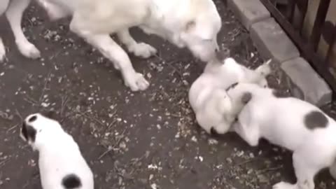 The fight between the two puppies made the mother dog very anxious