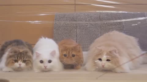 Cats vs Invisible Wall