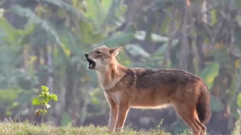 Now a days the Fox also calls during the daylight.....