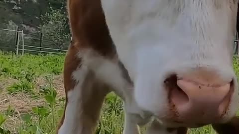 CUTE LITTLE ANIMALS, Animal Sounds, Funny farm animals