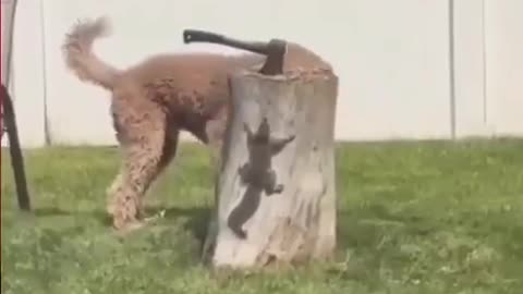 Genius