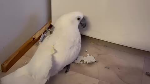 Parrot couple love birds sounds