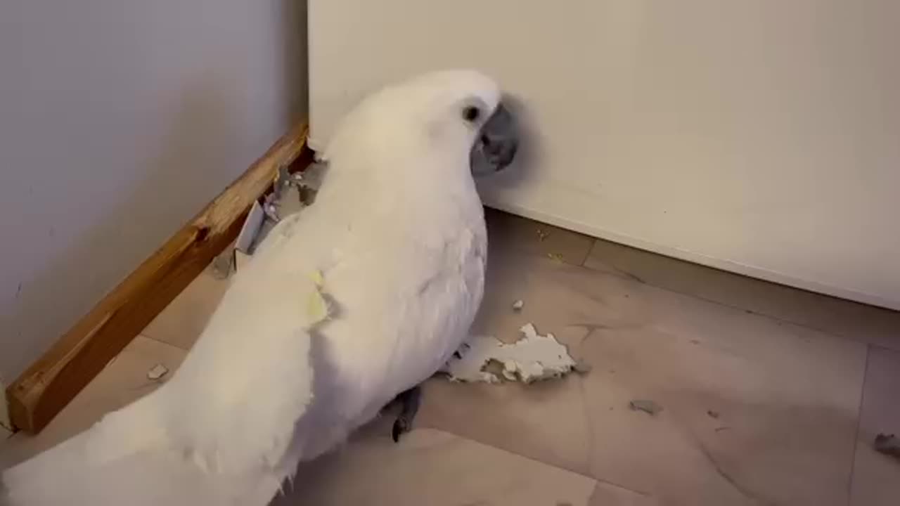 Parrot couple love birds sounds