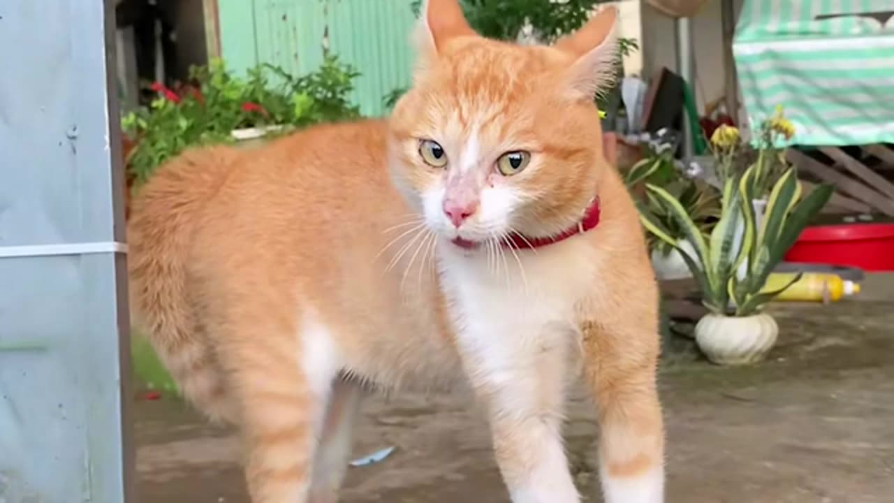 Orange Cat Energy 😹 Funny Cats Videos