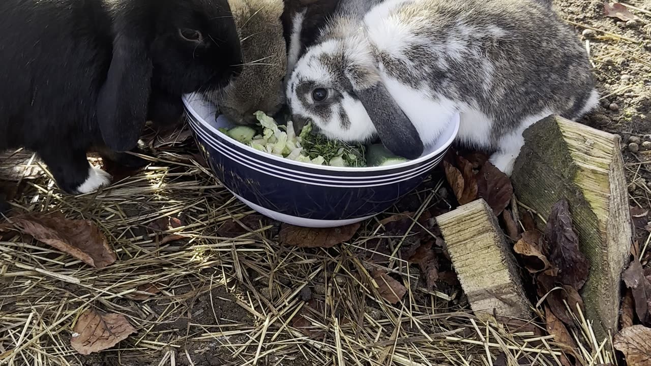 Bath Time Bunny – Fluffy & Clean