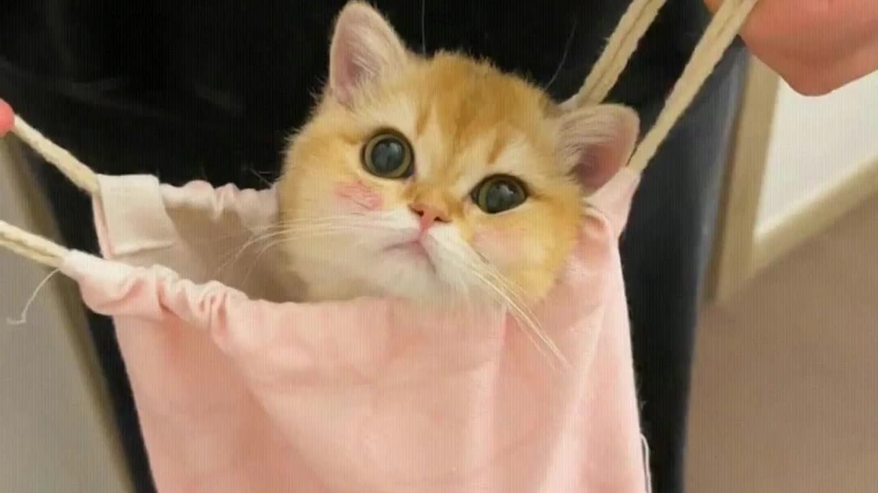 Hello, here's a little kitten for you.