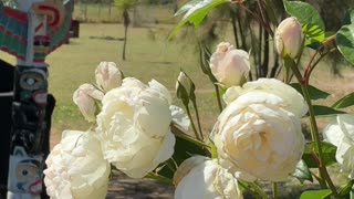 Beautiful Morning at Jaya