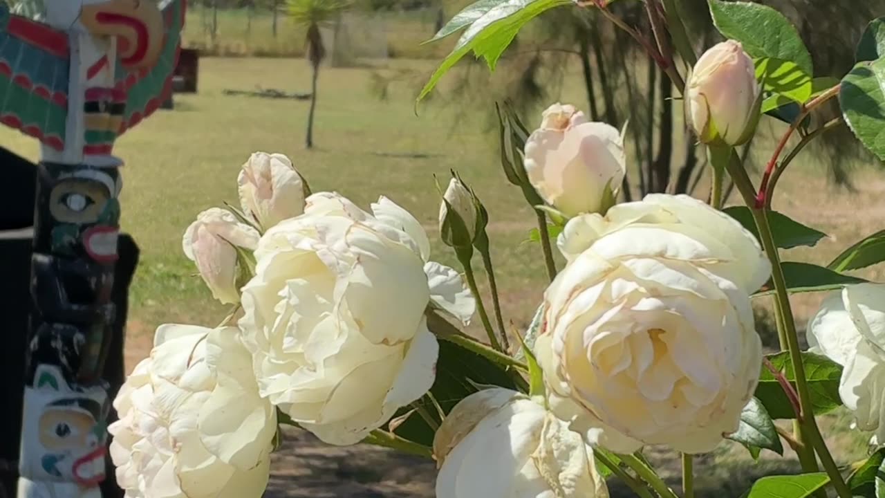 Beautiful Morning at Jaya