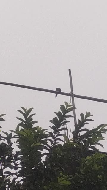 Dove Sitting on a Bamboo Pole | A Quiet Moment of Nature