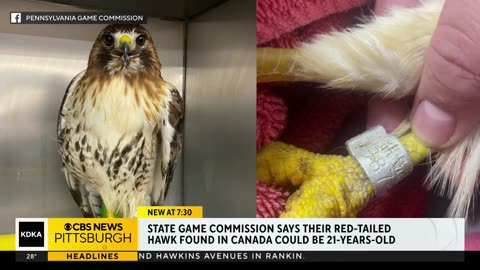 Hawk banded in Pennsylvania over 20 years ago found in Nova Scotia