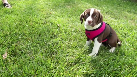 LEASH TRAINING A PUPPY