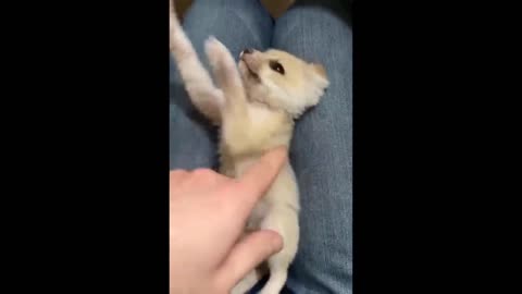 AWW Animals SOO Cute! Cute baby animals Videos Compilation cute moment of the animals