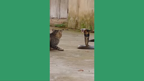 Rattlesnake vs Cat