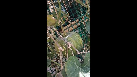 pumpkin garden fresh organic