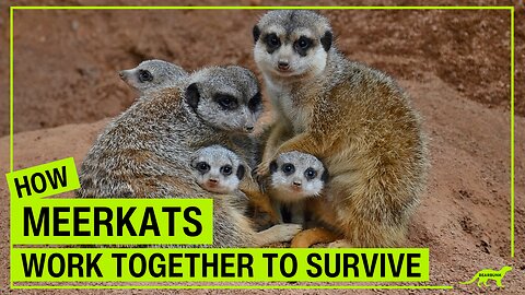 How Meerkats Work Together to Survive