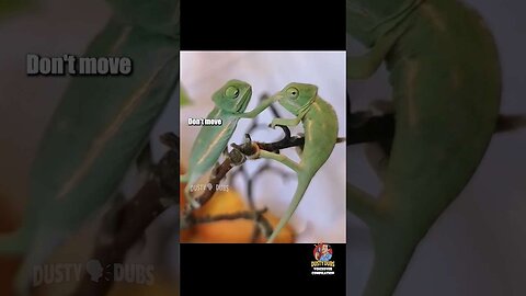 🦎 Hilarious Reptile_Amphibian Voiceover Compilation #dustydubs #voiceover #shorts