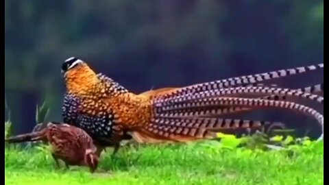 WHO IS CHRIST? - DAILY DEVOTIONAL. ❤️