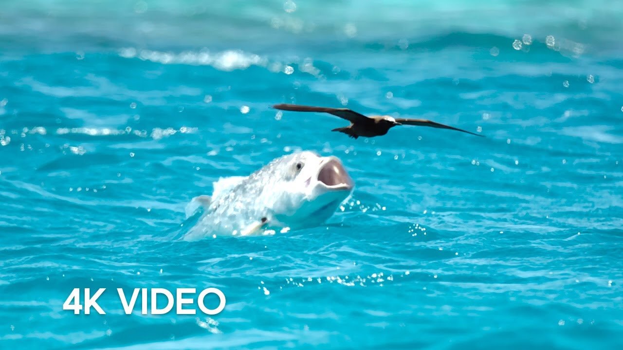Fish vs Bird