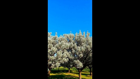 Supports heart health, reduces inflammation, and promotes healthy skin with powerful antioxidants.