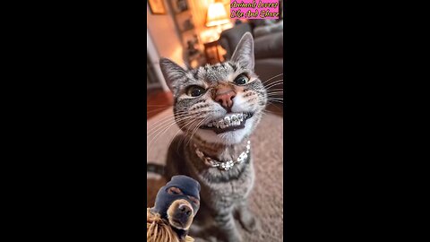 cute cat😍
