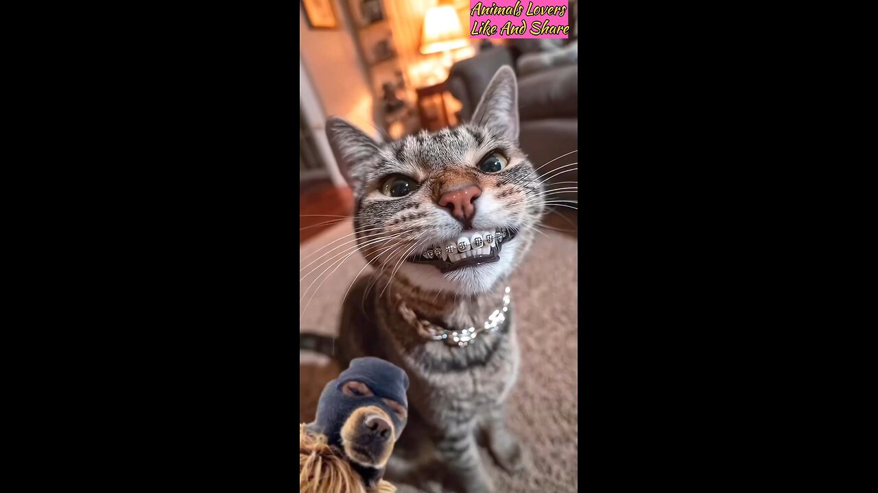 cute cat😍