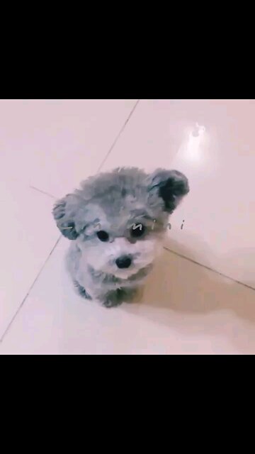 Cute animal kitten 😻💕 #cat #cute #kitten #pets #meow #videos #shorts The life story of a brave cat