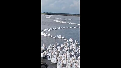 Ye Manna Meri Jaan Mohabat Saza Hai