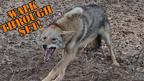 Female Coyote takes her LAST STEP in my walk through set trap!