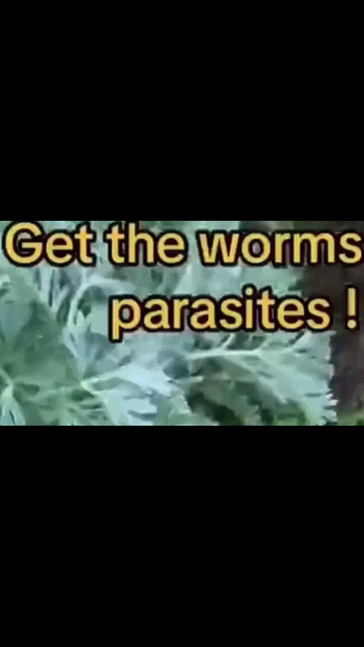 WORMWOOD GROWING IN THE WILD & WHAT IT DOES...