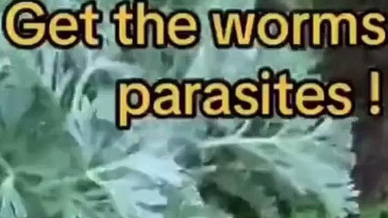 WORMWOOD GROWING IN THE WILD & WHAT IT DOES...