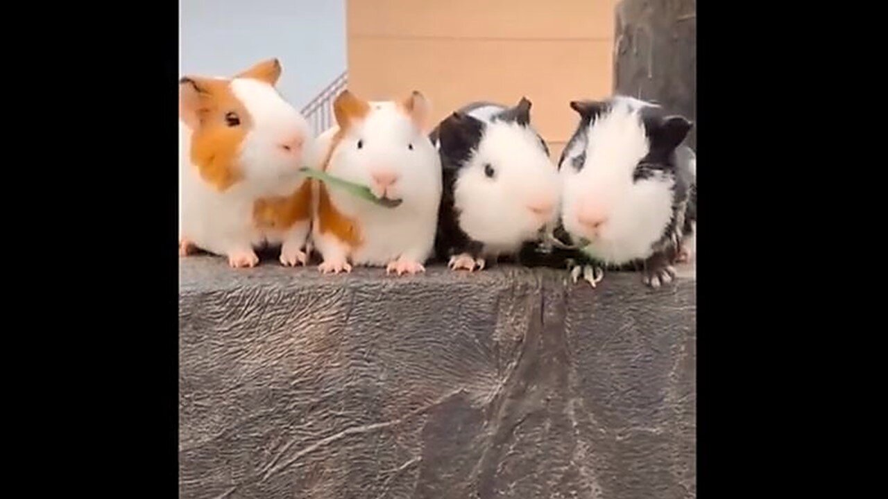 Funny Animal Videos Compilation 47