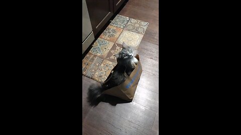 Jack in a box versus Smokey in a bag