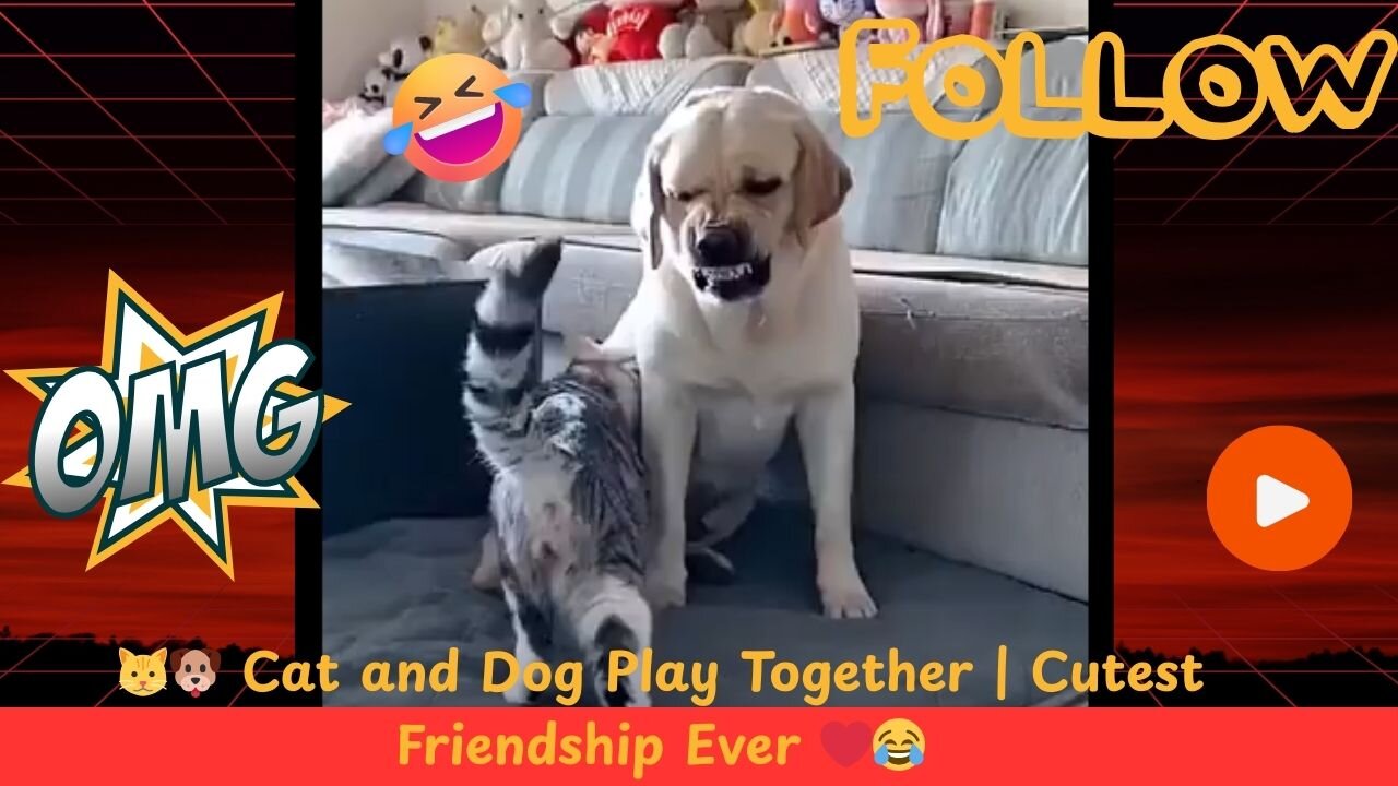 🐱🐶 Cat and Dog Play Together | Cutest Friendship Ever ❤️😂