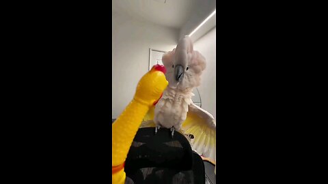 "Bird Gets Angry at Toy’s Sound"