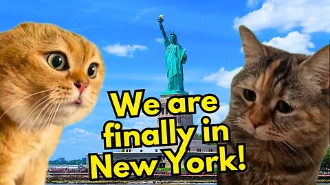 What Do Cats Do When They are in New York (Ep.38)