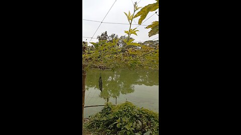 শীতের প্রকৃতিতে সবজি ও পুকুর।