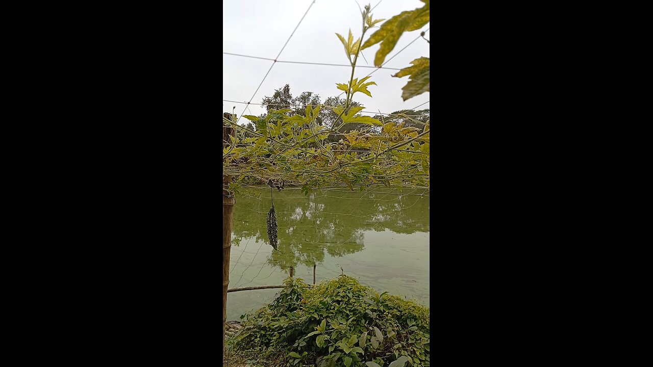 শীতের প্রকৃতিতে সবজি ও পুকুর।