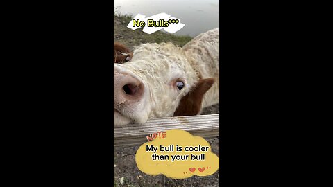 My bull is cooler than your bull!