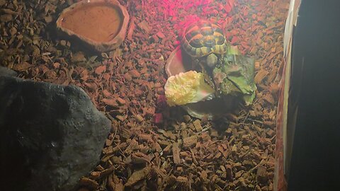 East hermann tortoise